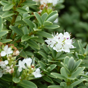 Starter Pack – Hebe Buxifolia Starter Pack – Hebe Buxifolia