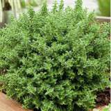 Hebe Buxifolia 68mm Hebe Buxifolia 68mm