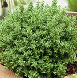 Hebe Buxifolia 68mm Hebe Buxifolia 68mm