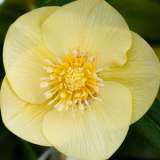 Hellebore Single Primrose Yellow Hellebore Single Primrose Yellow