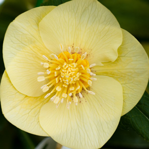 Hellebore Single Primrose Yellow Hellebore Single Primrose Yellow