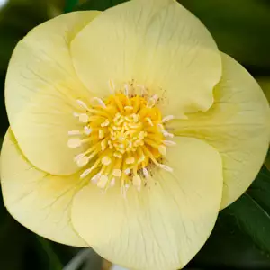Hellebore Single Primrose Yellow