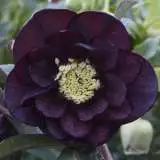 Hellebore Dble Purple 15 Pof - Garden Express Australia