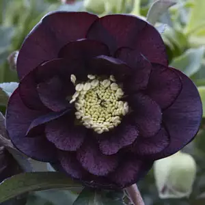 Hellebore Double Purple Hellebore Double Purple