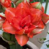 Hippeastrum Benito 21 Pkhipben - Garden Express Australia
