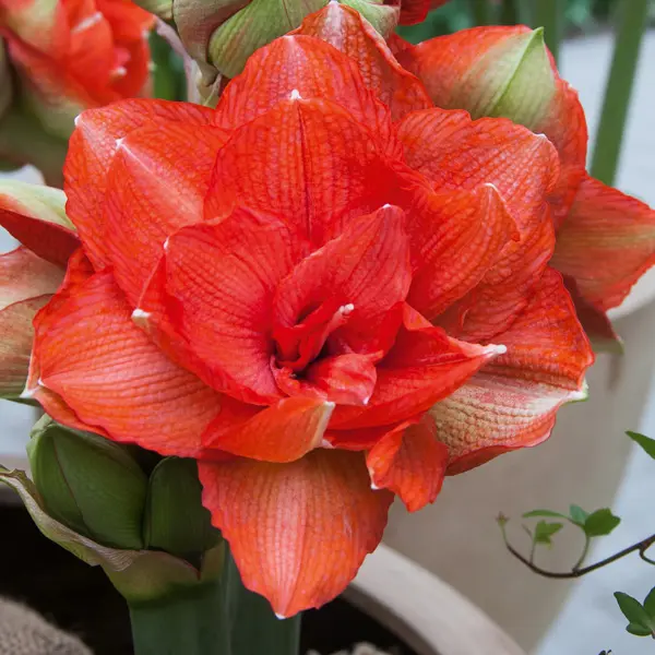 Hippeastrum Benito Hippeastrum Benito