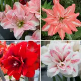 Hippeastrum Double Collection 1 2025 Colhipdc1 - Garden Express Australia