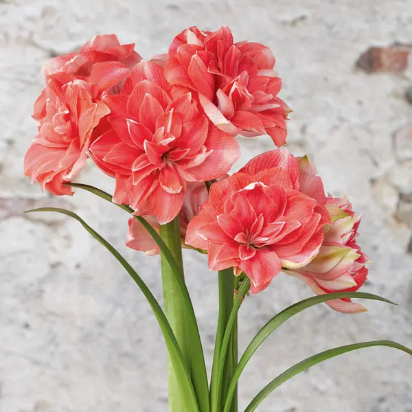 Hippeastrum Double Dream Hippeastrum Double Dream