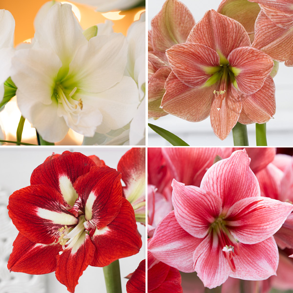 Hippeastrum Exquisite Collection Hippeastrum Exquisite Collection