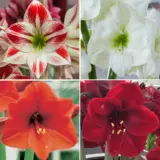 Hippeastrum Favourites Collection 2025 Colhipfco - Garden Express Australia