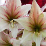 Hippeastrum Magic Green Hippeastrum Magic Green