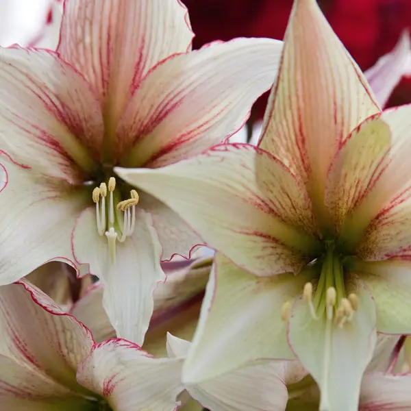 Hippeastrum Magic Green
