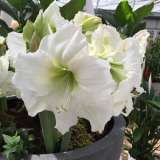 Hippeastrum Matterhorn 16 - Garden Express Australia