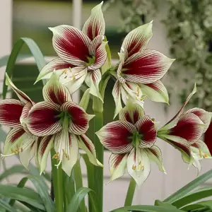 Hippeastrum Papilio Hippeastrum Papilio