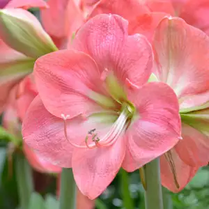 Hippeastrum Rosalie Hippeastrum Rosalie