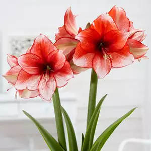 Mid-sized Hippeastrum Stardust Mid-sized Hippeastrum Stardust