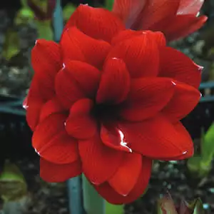 Hippeastrum Double Dragon Hippeastrum Double Dragon