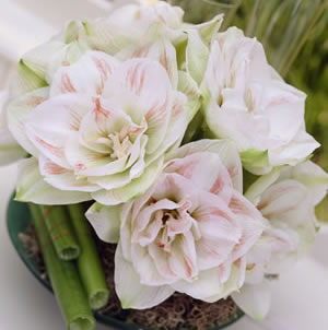 Hippeastrum Nymph