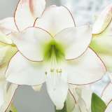 Hippeastrum Picotee 14 - Garden Express Australia