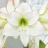 Hippeastrum Picotee 14 - Garden Express Australia