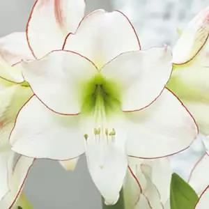 Hippeastrum Picotee