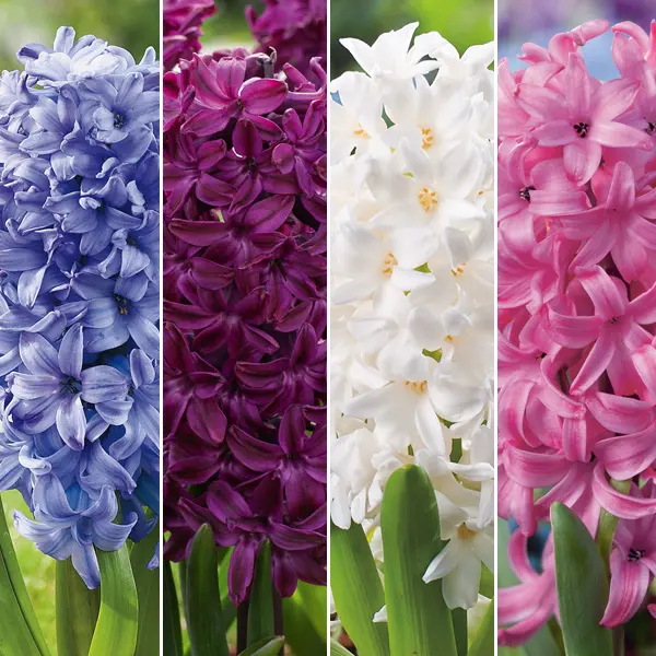 Hyacinth Collection 1 Hyacinth Collection 1