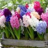 Hyacinth Mixed 16 - Garden Express Australia