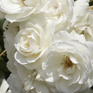 Rose Iceberg Rose Iceberg