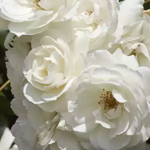 Rose Iceberg
