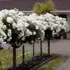 The Ultimate Guide to Patio Roses Iceberg Std 13 - Garden Express Australia