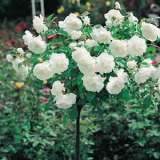 Icebergpatio - Garden Express Australia