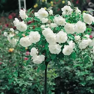 Patio Rose Iceberg Patio Rose Iceberg