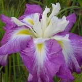 Japanese Iris Kings Court Japanese Iris Kings Court