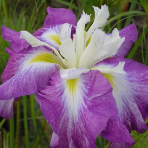 Japanese Iris Kings Court Japanese Iris Kings Court