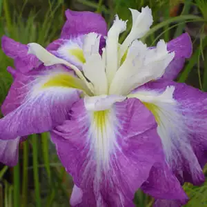 Japanese Iris Kings Court Japanese Iris Kings Court