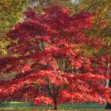 Japanese Maple 15 St 55454488 - Garden Express Australia
