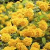 Japanese Yellow Rose 14 - Garden Express Australia