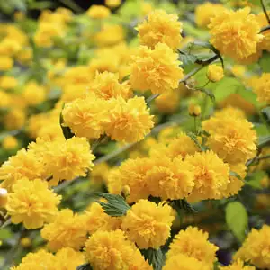 Japanese Yellow Rose