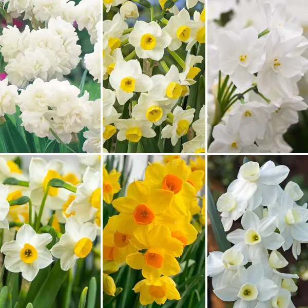 Jonquil Collection