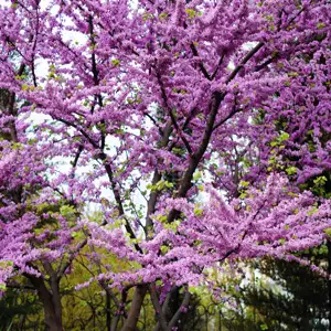 Cercis- Judas Tree Cercis- Judas Tree
