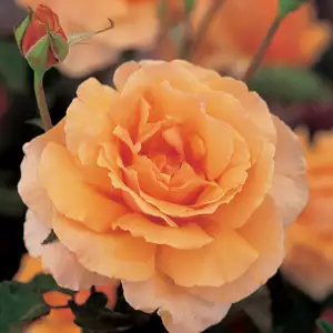Rose Just Joey Rose Just Joey