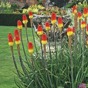 Kniphofia Traffic Lights 75mm Pot Kniphofia Traffic Lights 75mm Pot