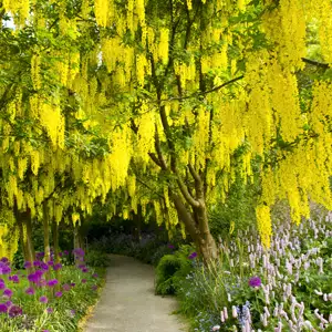 Laburnum Vossii Laburnum Vossii