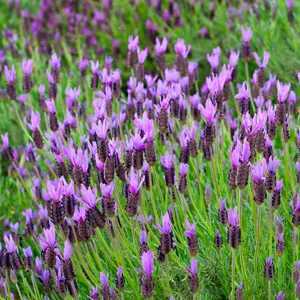 Lavender Avonview 75mm Lavender Avonview 75mm
