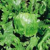 Lettuce All Year Round - Garden Express Australia