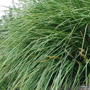Lomandra Longifolia 50mm