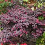 Loropetalum China Pink 16 - Garden Express Australia