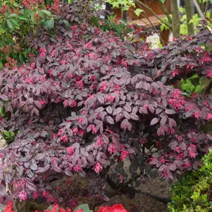 Loropetalum China Pink Loropetalum China Pink
