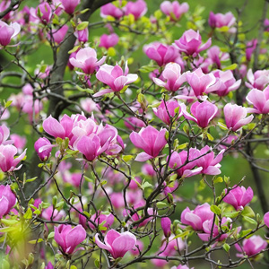 Magnolia Felix (Pbr) Magnolia Felix (Pbr)
