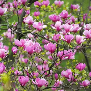 Magnolia Felix (Pbr) Magnolia Felix (Pbr)